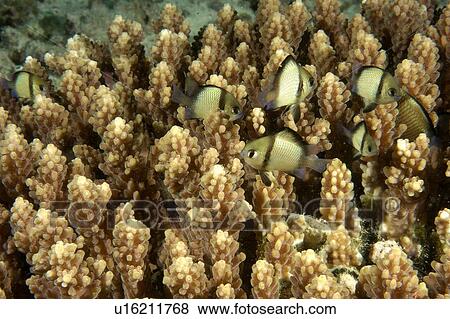 Reticulated Dascyllus (Dascyllus reticulatus). Borneo, Malaysia View Large Photo Image Stock Photo - Reticulated Dascyllus (Dascyllus reticulatus). Borneo, Malaysia. Fotosearch