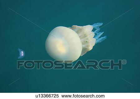 Rhizostome Jellyfish (Rhizostoma octopus) with Moon Jellyfish (Aurelia aurita). Cardigan Bay, Wales, UK View Large Photo Image Stock Photography - Rhizostome Jellyfish (Rhizostoma octopus) with Moon Jellyfish (Aurelia aurita). Cardigan Bay, Wales, UK. Fotosearch