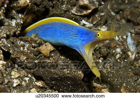 Ribbon eel, Rhinomuraena quaesita, Atlantis house reef, Dumaguete, s Island, Philippines View Large Photo Image Stock Image - Ribbon eel, Rhinomuraena quaesita, Atlantis house reef, Dumaguete, s Island, Philippines. Fotosearch