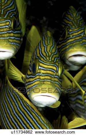 Stock Image - Ribbon Sweetlips (Plectorhinchus albovittatus). Location unknown. Fotosearch