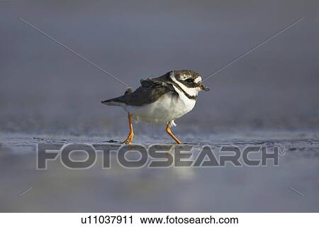 Ringed Plover (Charadrius hiaticula) running along shallow water on beach in search of grubs in the sand and shallows. Gott bay, Argyll, Scotland, UK View Large Photo Image Stock Image - Ringed Plover (Charadrius hiaticula) running along shallow water on beach in search of grubs in the sand and shallows. Gott bay, Argyll, Scotland, UK. Fotosearch