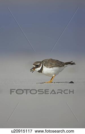Stock Photo - Ringed Plover (Charadrius hiaticula) with a beak full of food and sand after pulling a grub out of a sandy beach. Gott bay, Argyll,, Scotland, UK. Fotosearch