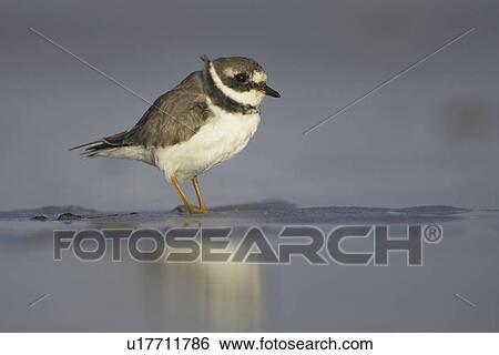 Stock Photograph - Ringed Plover (Charadrius hiaticula) pausing briefly in shallow water on a sandy beach while foraging for grubs in the sand. Gott bay, Argyll, Scotland, UK. Fotosearch