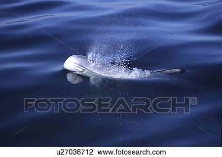 Stock Image - Risso's dolphin (Grampus griseus) close look at a calf surfacing and blowing Monterey Bay, California, USA, Pacific Ocean, National Marine Sanctuary. Fotosearch