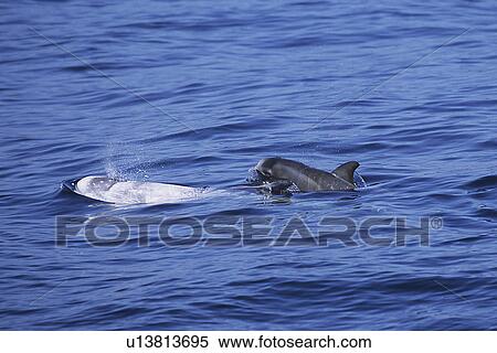 Stock Photography - Risso's dolphin (Grampus griseus) close look at a calf surfacing next to its mother, fetal folds are visible. Monterey Bay, California, USA, Pacific Ocean, National Marine Sanctuary. Fotosearch