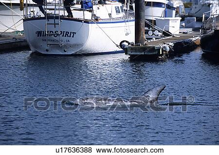 Risso's dolphin (Grampus griseus) lost inside Monterey harbour, Monterey Bay, California, USA View Large Photo Image Stock Photo - Risso's dolphin (Grampus griseus) lost inside Monterey harbour, Monterey Bay, California, USA. Fotosearch
