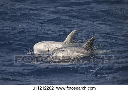 Stock Image - Risso's Dolphin, Grampus griseus, pair swimming off the Azores Islands. Fotosearch