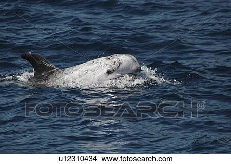 Picture - Risso's Dolphin, Grampus griseus, swimming off the Azores Islands. Fotosearch