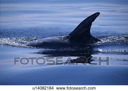 Picture - Risso's dolphin (Grampus griseus) surfacing, Monterey Bay National Marine Sanctuary, California, USA. Fotosearch