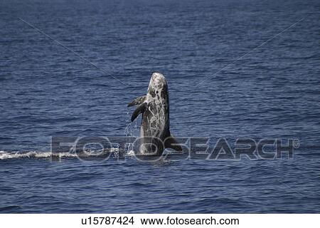 Picture - Risso's Dolphin, Grampus griseus, breaching in the Azores. Fotosearch