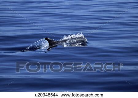 Picture - Risso's dolphin (Grampus griseus) surfacing at speed with natural scarring visible. Monterey Bay, California, USA. Fotosearch