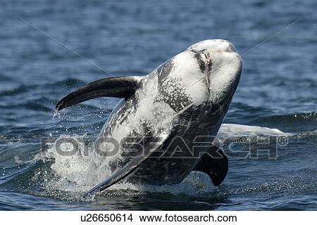 Picture - Risso's dolphin (Grampus griseus) breaching. National marine sanctuary, Monterey bay, California Pacific ocean, USA.. Fotosearch