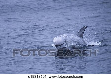 Stock Image - Risso's dolphin (Grampus griseus) speed swimming or porpoising at surface, Monterey Bay, California, USA. Fotosearch