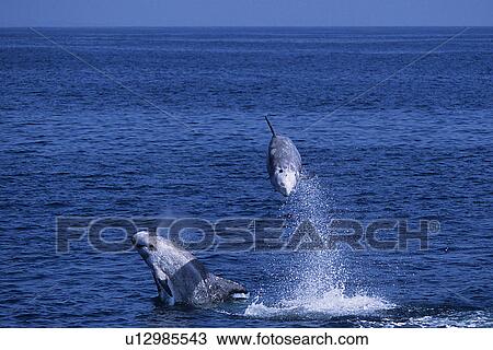 Stock Image - Risso's dolphin, Grampus griseus, double breach or tandem breach, high leap, Monterey bay California, USA, Pacific ocean, national marine sanctuary. Fotosearch