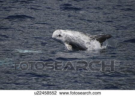 Stock Image - Risso's Dolphin, Grampus griseus, leaping off the Azores Islands. Fotosearch