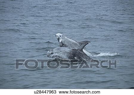 Risso's dolphin (Grampus griseus) double breach or tandem breach. National marine sanctuary, Monterey bay, California Pacific ocean, USA. View Large Photo Image Stock Image - Risso's dolphin (Grampus griseus) double breach or tandem breach. National marine sanctuary, Monterey bay, California Pacific ocean, USA.. Fotosearch