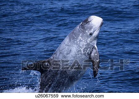 Stock Photo - Risso's dolphin (Grampus griseus) breaching. National marine sanctuary, Monterey bay, California Pacific ocean, USA.. Fotosearch