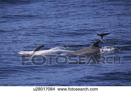 Picture - Risso's dolphin (Grampus griseus) three calves playing, fatal folds, teeth and tail fluke are clearly visible Monterey Bay, California, USA, Pacific Ocean, National Marine Sanctuary. Fotosearch