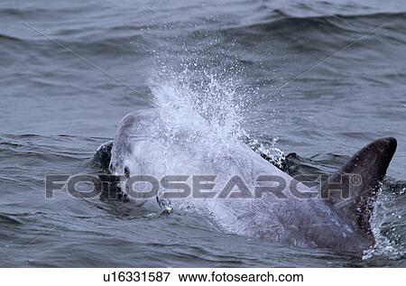 Risso's dolphin (Grampus griseus) with its eye and blow visible and characteristic scarring over its body and dorsal fin. Hebrides, Scotland. View Large Photo Image Stock Photo - Risso's dolphin (Grampus griseus) with its eye and blow visible and characteristic scarring over its body and dorsal fin. Hebrides, Scotland. . Fotosearch