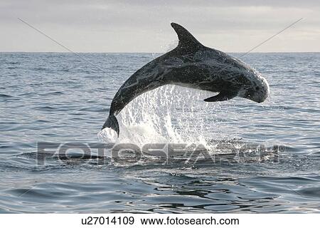 Risso's Dolphin leaping clear out of the water during a bout of socialising View Large Photo Image Stock Photo - Risso's Dolphin leaping clear out of the water during a bout of socialising. Fotosearch