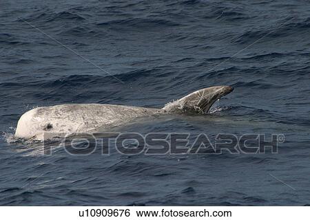 Stock Photograph - Risso's dolphin surfacing (Grampus griseus) Azores, Atlantic Ocean. Fotosearch