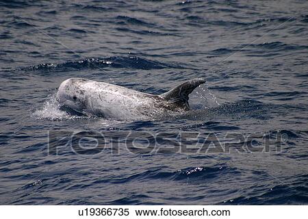 Stock Photography - Risso's dolphin surfacing (Grampus griseus) Azores, Atlantic Ocean. Fotosearch