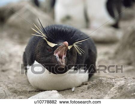 Rockhopper penguin (Eudyptes crestatus) vocalising whilst on nest, Falkland Islands View Large Photo Image Stock Image - Rockhopper penguin (Eudyptes crestatus) vocalising whilst on nest, Falkland Islands. Fotosearch