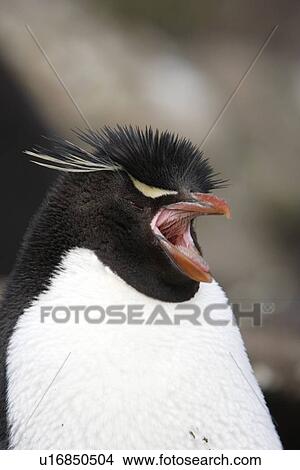 Rockhopper Penguin (Eudyptes chrysocome) at Devil's Nose on New Island in the Falkland Islands, South Atlantic Ocean. View Large Photo Image Picture - Rockhopper Penguin (Eudyptes chrysocome) at Devil's Nose on New Island in the Falkland Islands, South Atlantic Ocean.. Fotosearch