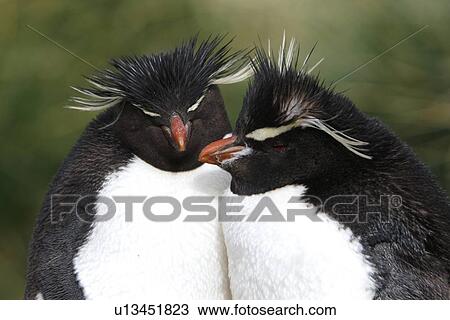 Rockhopper Penguin (Eudyptes chrysocome) pair at Devil's Nose on New Island in the Falkland Islands, South Atlantic Ocean. View Large Photo Image Stock Image - Rockhopper Penguin (Eudyptes chrysocome) pair at Devil's Nose on New Island in the Falkland Islands, South Atlantic Ocean.. Fotosearch