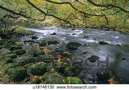 Rocky woodland stream with overhanging oak tree (Quercus robur). Near Grasmere, Cumbria, UK View Large Photo Image Stock Image - Rocky woodland stream with overhanging oak tree (Quercus robur). Near Grasmere, Cumbria, UK. Fotosearch