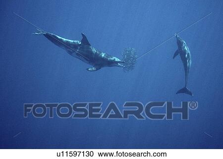 Rough Tooth Dolphins (Steno bredanensis) feeding on bait ball of snipe fish (Macroramphosus scolopax). Azores View Large Photo Image Stock Image - Rough Tooth Dolphins (Steno bredanensis) feeding on bait ball of snipe fish (Macroramphosus scolopax). Azores. Fotosearch