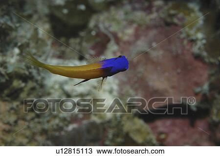 Royal Gramma or Fairy Basslet (Gramma loreto) beautiful yellow fish with brilliant purple head, Cayman Brac, Cayman Islands, Caribbean View Large Photo Image Stock Image - Royal Gramma or Fairy Basslet (Gramma loreto) beautiful yellow fish with brilliant purple head, Cayman Brac, Cayman Islands, Caribbean. Fotosearch