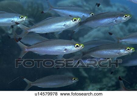 Ruddy fusiliers, Pterocaesio pisang, schooling, Sinandigan wall, Puerto Galera, Mindoro, Philippines View Large Photo Image Stock Photo - Ruddy fusiliers, Pterocaesio pisang, schooling, Sinandigan wall, Puerto Galera, Mindoro, Philippines. Fotosearch