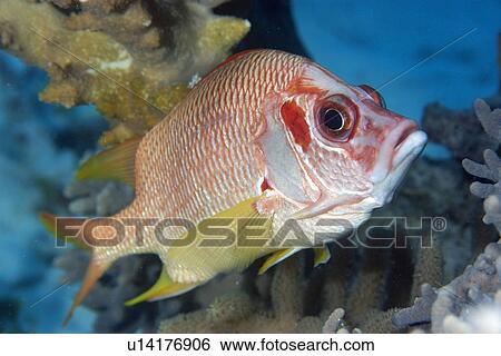 Sabre squirrelfish, Sargocentron spiniferum, Rongelap, Marshall Islands Micronesia View Large Photo Image Stock Photograph - Sabre squirrelfish, Sargocentron spiniferum, Rongelap, Marshall Islands Micronesia. Fotosearch