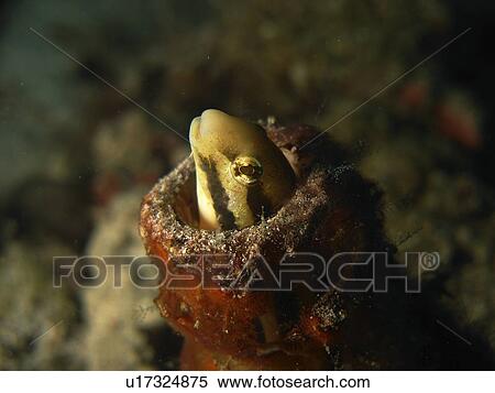 Sabre-tooth blenny ( Blenniidae aspidontus) using an empty bottle for it's home. Sabang Beach. Philippines. Taken 2007 View Large Photo Image Stock Photography - Sabre-tooth blenny ( Blenniidae aspidontus) using an empty bottle for it's home. Sabang Beach. Philippines. Taken 2007. Fotosearch