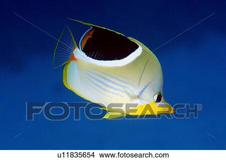 Saddled butterflyfish, Chaetodon ephippium, Namu atoll, Marshall Islands (N. Pacific) View Large Photo Image Picture - Saddled butterflyfish, Chaetodon ephippium, Namu atoll, Marshall Islands (N. Pacific). Fotosearch