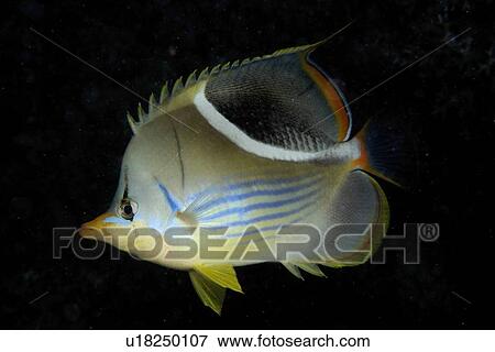 Saddled butterflyfish, Chaetodon ephippium, Rongelap, night, Marshall Islands, Micronesia View Large Photo Image Stock Photo - Saddled butterflyfish, Chaetodon ephippium, Rongelap, night, Marshall Islands, Micronesia. Fotosearch