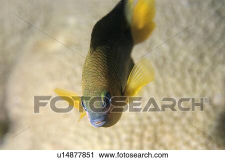Stock Image - Saint Paul's gregory, Stegastes sanctipauli, endemic, next to zoanthid, Palythoa caribaeorum, St. Peter and St. Paul's rocks, Brazil, Atlantic Ocean . Fotosearch