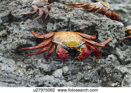 Sally lightfoot crab (Grapsus grapsus). Galapagos. View Large Photo Image Stock Image - Sally lightfoot crab (Grapsus grapsus). Galapagos.. Fotosearch