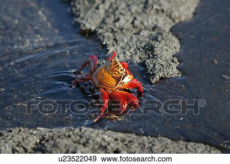 Sally lightfoot crab (Grapsus grapsus) in the litoral of the Galapagos Island Archipeligo, Ecuador. View Large Photo Image Stock Photo - Sally lightfoot crab (Grapsus grapsus) in the litoral of the Galapagos Island Archipeligo, Ecuador.. Fotosearch