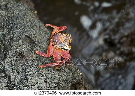 Sally lightfoot crab (Grapsus grapsus). Galapagos. (rr) View Large Photo Image Stock Photograph - Sally lightfoot crab (Grapsus grapsus). Galapagos. (rr). Fotosearch