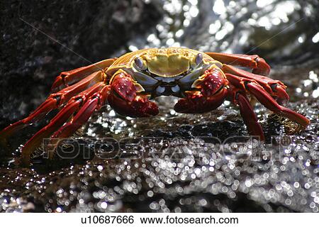 Sally Lightfoot. Galapagos. View Large Photo Image Stock Photograph - Sally Lightfoot. Galapagos.. Fotosearch