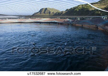Stock Photo - Salmon fish farm. Hebrides, Scotland.. Fotosearch