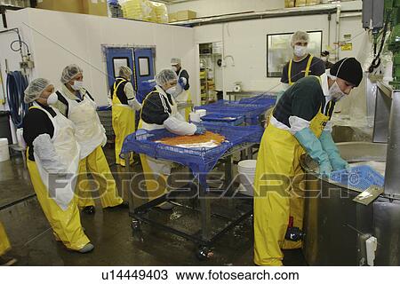 Salmon processing in Petersburg, Southeast Alaska at the Norquest fish processing plant. Here Japanese and American workers are cleaning and sorting salmon roe (fish eggs) for Asian consumption. (no model releases) Petersburg, Southeast Alaska View Large Photo Image Stock Image - Salmon processing in Petersburg, Southeast Alaska at the Norquest fish processing plant. Here Japanese and American workers are cleaning and sorting salmon roe (fish eggs) for Asian consumption. (no model releases) Petersburg, Southeast Alaska . Fotosearch