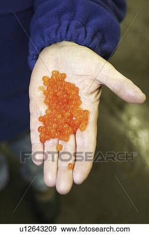 Salmon processing in Petersburg, Southeast Alaska at the Norquest fish processing plant. Here Japanese and American workers are cleaning and sorting salmon roe (fish eggs) for Asian consumption. Petersburg, Southeast Alaska View Large Photo Image Stock Photo - Salmon processing in Petersburg, Southeast Alaska at the Norquest fish processing plant. Here Japanese and American workers are cleaning and sorting salmon roe (fish eggs) for Asian consumption. Petersburg, Southeast Alaska . Fotosearch