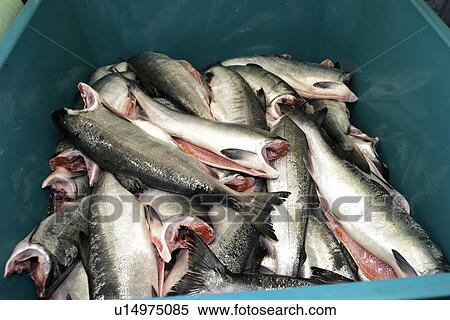 Salmon processing in Petersburg, Southeast Alaska at the Norquest fish processing plant. View Large Photo Image Stock Photography - Salmon processing in Petersburg, Southeast Alaska at the Norquest fish processing plant.. Fotosearch