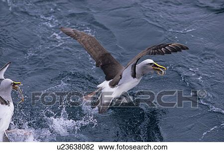 Stock Image - SalvinÃ? s Albatross (Diomedea Cauta Salvini) feeding of squid. Snares Island, Subantarctic New Zealand. (rr). Fotosearch
