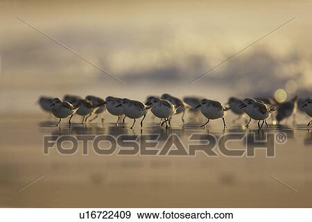 Stock Photo - Sanderling (Calidris alba) running from incoming waves early in the morning silhouetted against the orange early light. Soroby, Argyll, Scotland, UK. Fotosearch