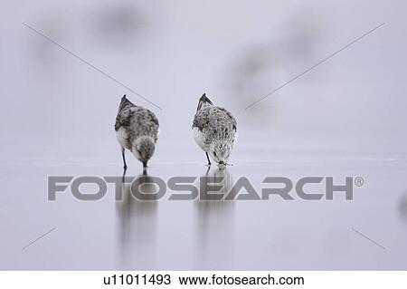 Stock Image - Sanderling (Calidris alba) with beak in sand, drilling down for grubs as it races along the beach on a film of water creating a reflection. Soroby, Argyll,, Scotland, UK (rr). Fotosearch