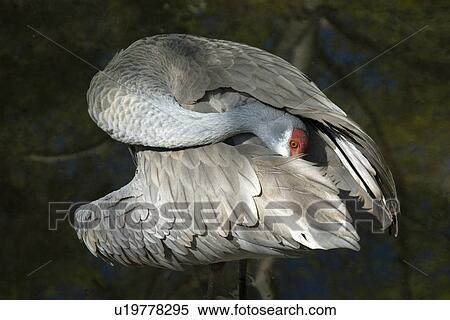 Stock Photography - Sandhill crane, Grus canadensis, bends its neck behind its feathers, Homosassa Springs Wildlife State Park, Florida, USA. Fotosearch